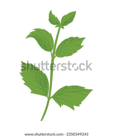 Peppermint plant, hand drawn vector illustration in flat design Royalty-Free Stock Photo #2350349243