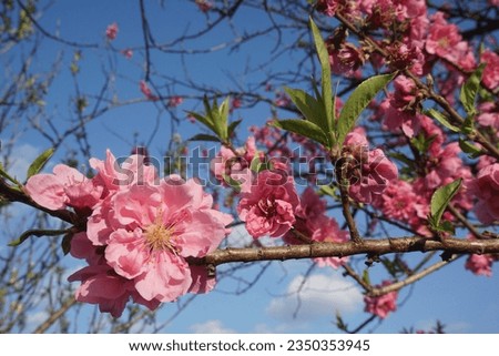 Peach blossoms blooming in spring in Japan