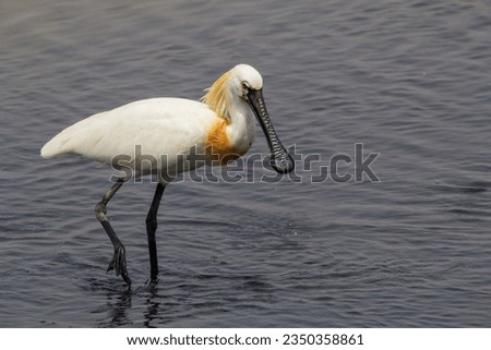 Eurasian Spoonbill or Common Spoonbill (Platalea leucorodia) with big beak. A large white water bird is a wading bird of the ibis and spoonbill family  Threskiornithidae Royalty-Free Stock Photo #2350358861