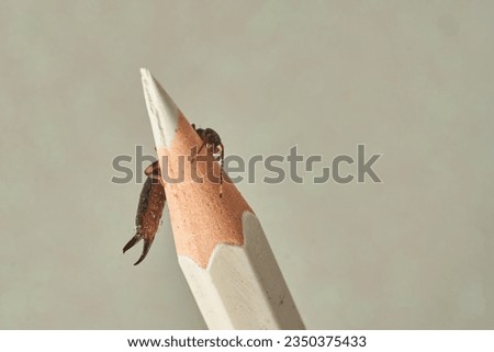 Earwig walking on the tip of a white pencil on a white background