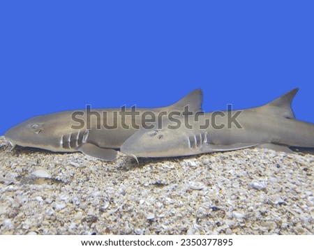 Two adult frog sharks are lying on white rocks under the vast blue sea.