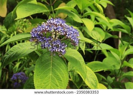Dichroa versicolor. With one flower. One flower is composed of many star-shaped flowers. Color blue or pink, depending on the pH of the soil. The picture is surrounded by green leaves.