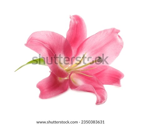 Beautiful pink lily flower isolated on white Royalty-Free Stock Photo #2350383631