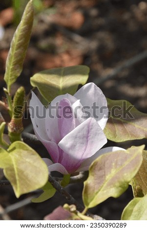 pale pink blooming magnolia flower surrounded by light green leaves with a brown tint