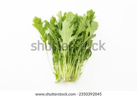 Mizuna on a white background.
Mizuna is a delicious vegetable with a crunchy texture.