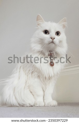 A beautiful cat posing away