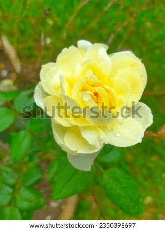 A yellow rose is in a green garden.
