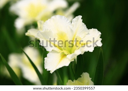 blooming Iris or Flag or Gladdon or Fleur-de-lis flowers,beautiful white with yellow Iris flowers blooming in the garden 