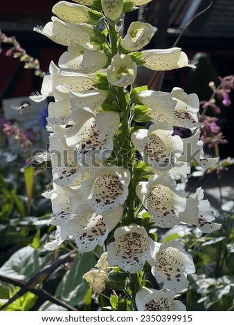 beautiful white fox gloves digitalis in forest