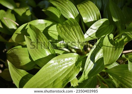 Bright green hosta leaves in water drops after rain in the shade