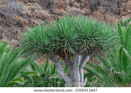 Canary Islands dragon tree, (Dracaena draco), with dry vegetation in the background and surrounded by palm fronds Royalty-Free Stock Photo #2350411847
