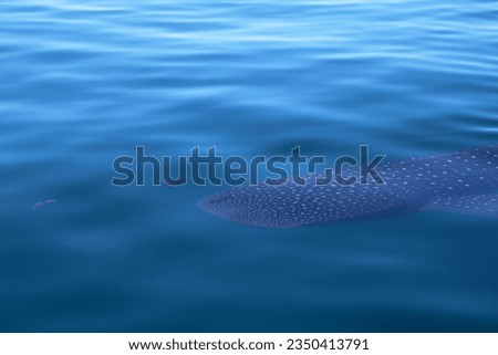 Whale shark close to the surface Baja California Sur, Mexico