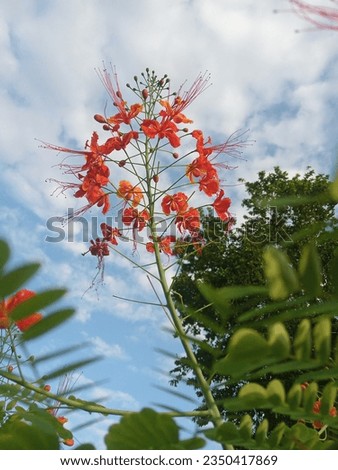 Each flower consists of a floral axis that bears the essential organs of reproduction (male stamens andor female pistils) and usually accessory organs (sepals and petals) Royalty-Free Stock Photo #2350417869