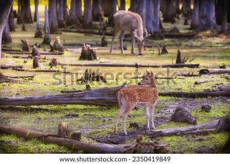 Spotted Dear with a Elk in the background in the forest Royalty-Free Stock Photo #2350419849
