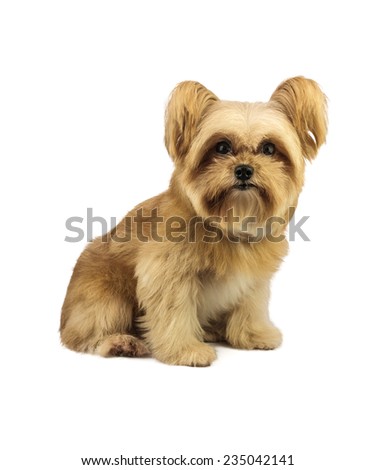 fluffy cute dog isolated in white background with clipping path