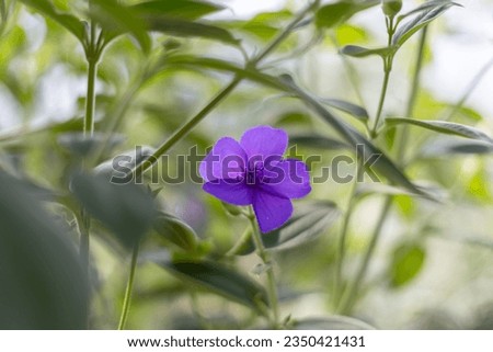 Purple flower surrounded by grass