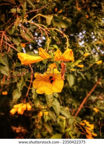 Yellow flower shape,silhouette, shadow in the evening