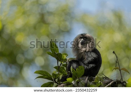 Lion Tailed Macaque from Gavi, Periyar Tiger reserve Kerala south india. 