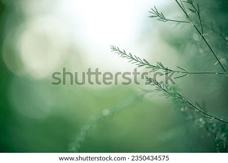 Asparagus plant in dew drops. natural background with copy space Royalty-Free Stock Photo #2350434575
