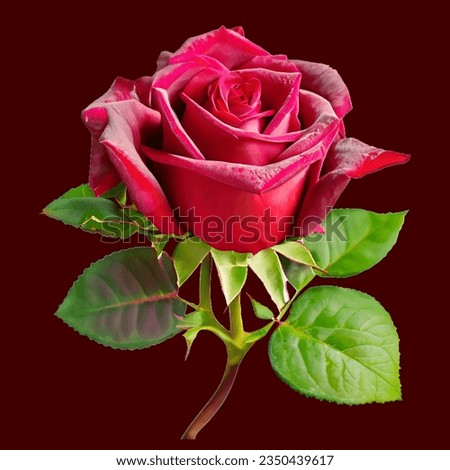 A beautiful red rose with green leps. This is an printable high quality JPEG file.