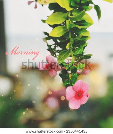 Good morning wish, good morning with fresh pink flower, flower in portrait mood, flower background bokeh