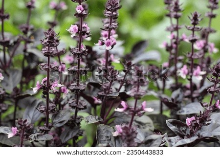 A basil plant with flowers
