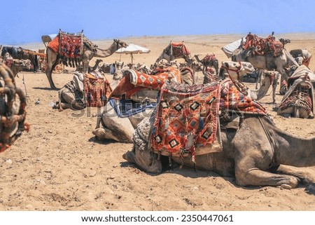 Camels Await Near Giza Pyramids. High quality photo. Patient camels eagerly await tourists against the backdrop of the iconic Pyramids of Giza in Egypt.