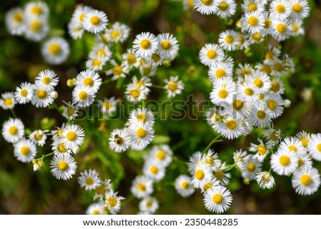Annual or daisy fleabane (Erigeron annuus)  is a species of herbaceous, annual or biennial flowering plant in the family Asteraceae. Bunch of yellow and white flowers from above with pollinating bee.