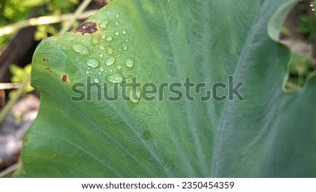 extreme close up detailed texture of green taro leaf