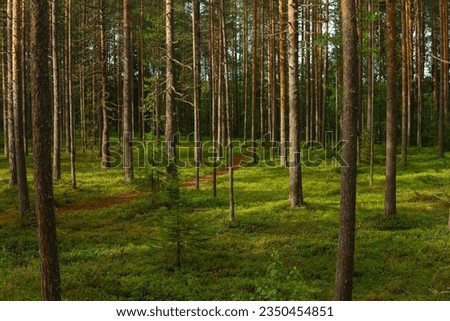 forest landscape, view of a boreal pine forest with a path among the moss Royalty-Free Stock Photo #2350454851