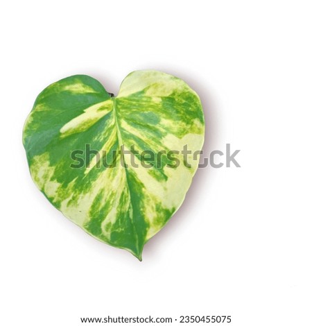 Isolating the leaf on a white background allows for a clean and minimalist aesthetic. By removing any distractions, the focus is solely on the leaf itself. leaf's shape, texture, and color in a contro