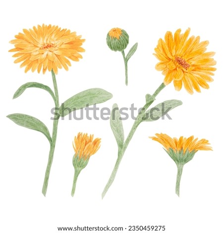 Set of orange calendula officinalis watercolor hand drawn illustrations. Botanical elements for labels, eco goods, textiles, natural herbal medicine, healthy tea, cosmetics and homeopatic remedies.