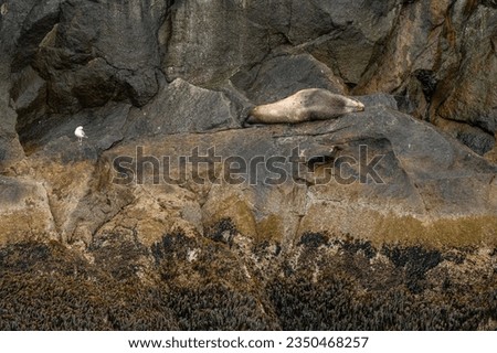 The sea lion is the largest representative of the eared seal family, the only modern species of the genus of sea lions (Eumetopias). Also known as Steller's northern sea lion. Royalty-Free Stock Photo #2350468257