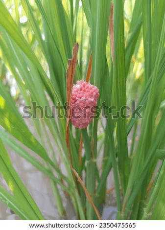 I went out to explore the rice fields and found pink cherry snail eggs clinging to the rice stalks. I think it's beautiful, but it's a terrible enemy for farmers.