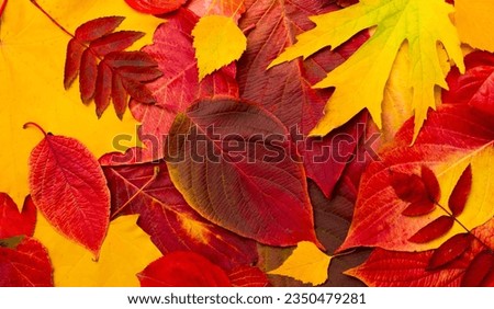 Autumn colorful nature background of leaves. Natural pattern of red and yellow autumn leaves. Top view. Flat lay. Beautiful rustic Autumn Wallpaper Royalty-Free Stock Photo #2350479281