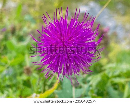 Thistle has a globose flower head with feathery petals that occur at stem ends and look beautiful. This is the background of nature.