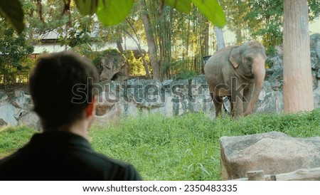 Man watching big elephant in open zoo. Male tourist on safari observing majestic mammal in its natural habitat. Concept of wildlife adventure in Thailand. Royalty-Free Stock Photo #2350483335