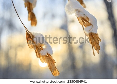 maple seeds are covered with snow and ice in winter. shallow depth of field