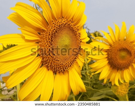 Yellow sunflowers are in full bloom in the backyard. sky background blur