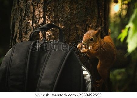 Red squirrel steals nuts from an open black backpack in the woods. Animal criminal.