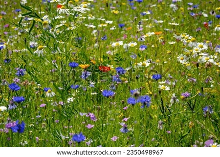 Flowers in the meadow landscape close up. Green nature and environment concept. Earth nature planet Royalty-Free Stock Photo #2350498967