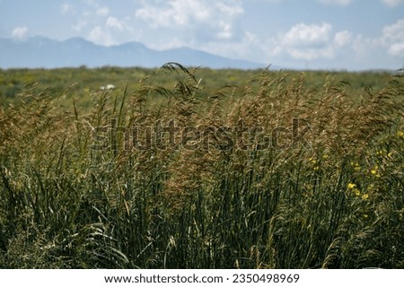 Field of wheat in Lessinia, Northen Italy Royalty-Free Stock Photo #2350498969