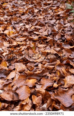 Autumn leaves carpet. Brown pattern Royalty-Free Stock Photo #2350498971