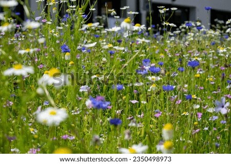 Flowers in the meadow landscape close up. Green nature and environment concept. Earth nature planet Royalty-Free Stock Photo #2350498973