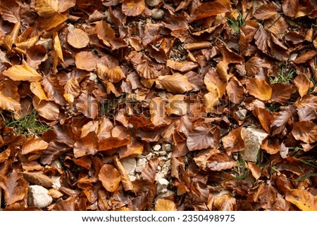 Autumn leaves carpet. Brown pattern Royalty-Free Stock Photo #2350498975