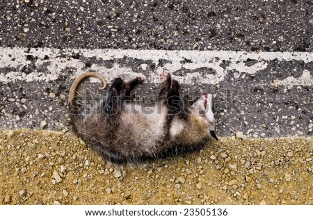 A possum killed by a car in the road.