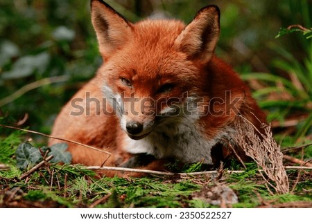 Beautiful Sleepy fox being disturbed Royalty-Free Stock Photo #2350522527