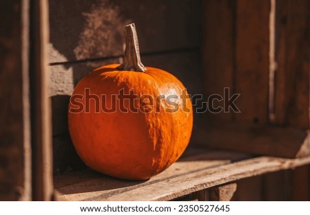 Ripe ginger pumpkin isolated on a burred wood background. Autumn concept with pumpkin. High quality photo