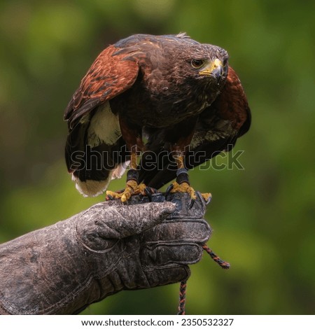 Brown Harris's Hawk Sits On Its Keeper's Hand And Is About To Take Off