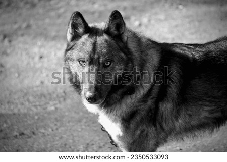                 Meet a wolfdog—a captivating hybrid blending wild beauty with loyalty. Experience its dual nature, embodying both the untamed instincts of its wolf heritage. Royalty-Free Stock Photo #2350533093